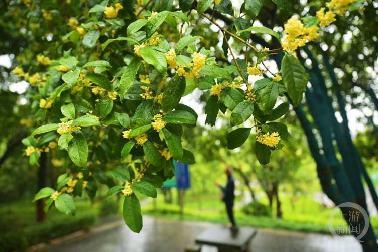 虽“迟”但“到”!重庆桂花开了,满满秋天的味道 虽“迟”但“到”!重庆桂花开了,满满秋天的味道