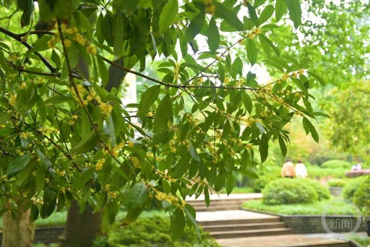 虽“迟”但“到”!重庆桂花开了,满满秋天的味道 虽“迟”但“到”!重庆桂花开了,满满秋天的味道
