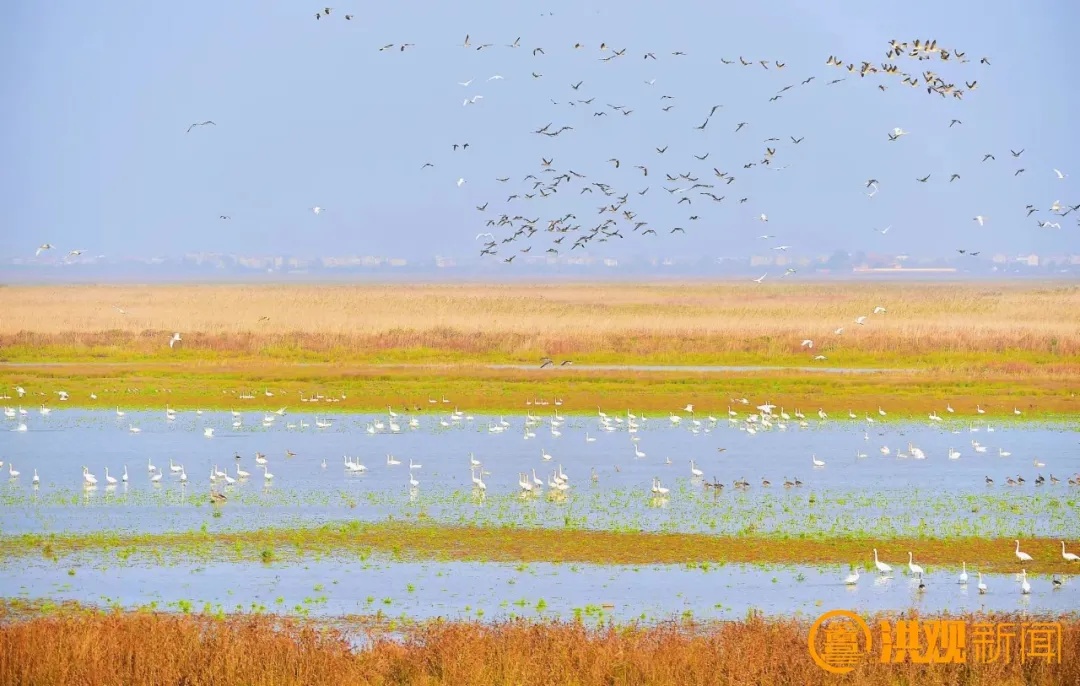 本月底，南昌进入最佳观鸟季