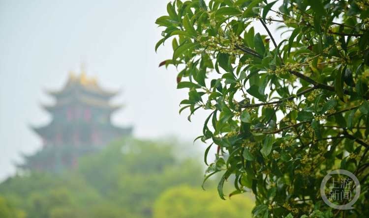 虽“迟”但“到”!重庆桂花开了,满满秋天的味道 虽“迟”但“到”!重庆桂花开了,满满秋天的味道