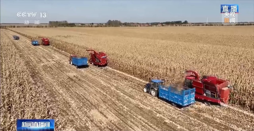 北玉米南水稻 藜麦也来凑热闹 共绘金秋好“丰”貌 北玉米南水稻 藜麦也来凑热闹 共绘金秋好“丰”貌
