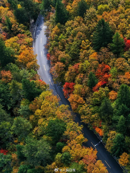 每一张都美！这不是油画这是九寨沟彩林