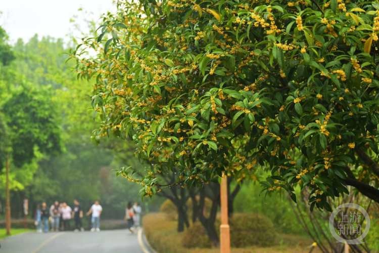 虽“迟”但“到”!重庆桂花开了,满满秋天的味道 虽“迟”但“到”!重庆桂花开了,满满秋天的味道