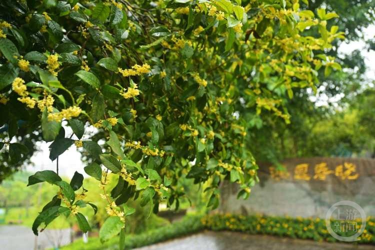 虽“迟”但“到”!重庆桂花开了,满满秋天的味道 虽“迟”但“到”!重庆桂花开了,满满秋天的味道