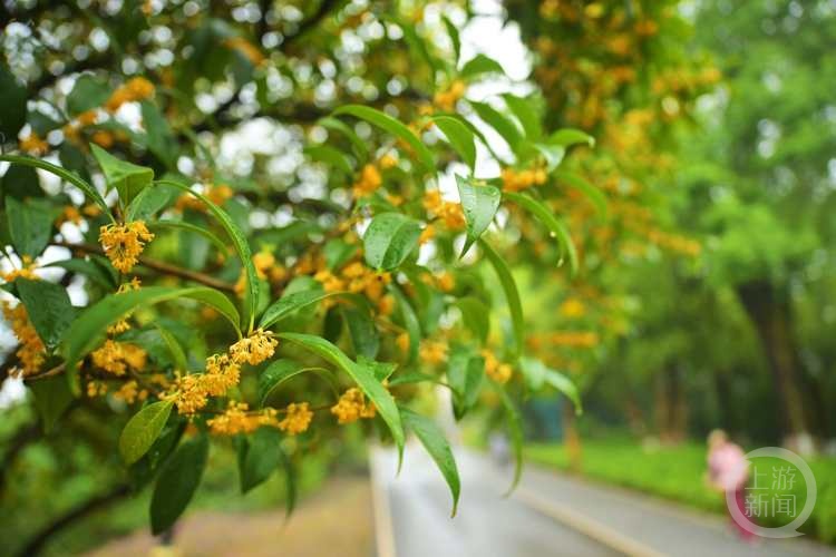 虽“迟”但“到”!重庆桂花开了,满满秋天的味道 虽“迟”但“到”!重庆桂花开了,满满秋天的味道