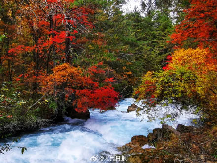 每一张都美！这不是油画这是九寨沟彩林