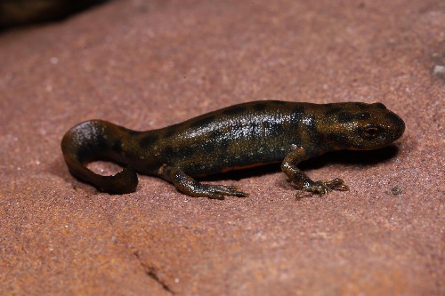 武夷山国家公园发现新物种“黄岗山蝾螈”