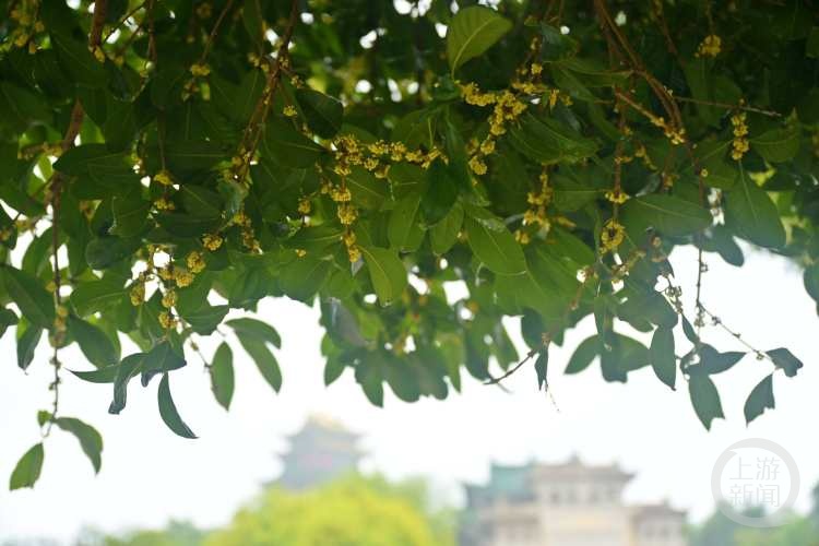 虽“迟”但“到”!重庆桂花开了,满满秋天的味道 虽“迟”但“到”!重庆桂花开了,满满秋天的味道