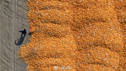 晒出来！你那里秋日浓度有多高