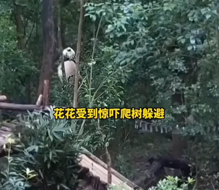 当场抓获!张某某(男,19岁)终身禁入! 当场抓获!张某某(男,19岁)终身禁入!