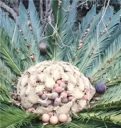 街头大量出现!紧急提醒:千万别捡 街头大量出现!紧急提醒:千万别捡