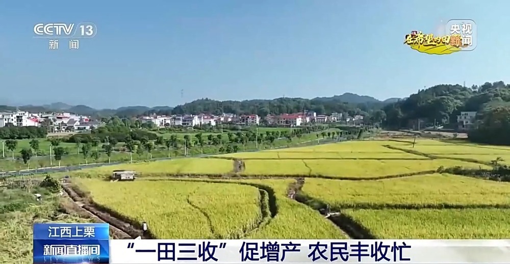 北玉米南水稻 藜麦也来凑热闹 共绘金秋好“丰”貌 北玉米南水稻 藜麦也来凑热闹 共绘金秋好“丰”貌