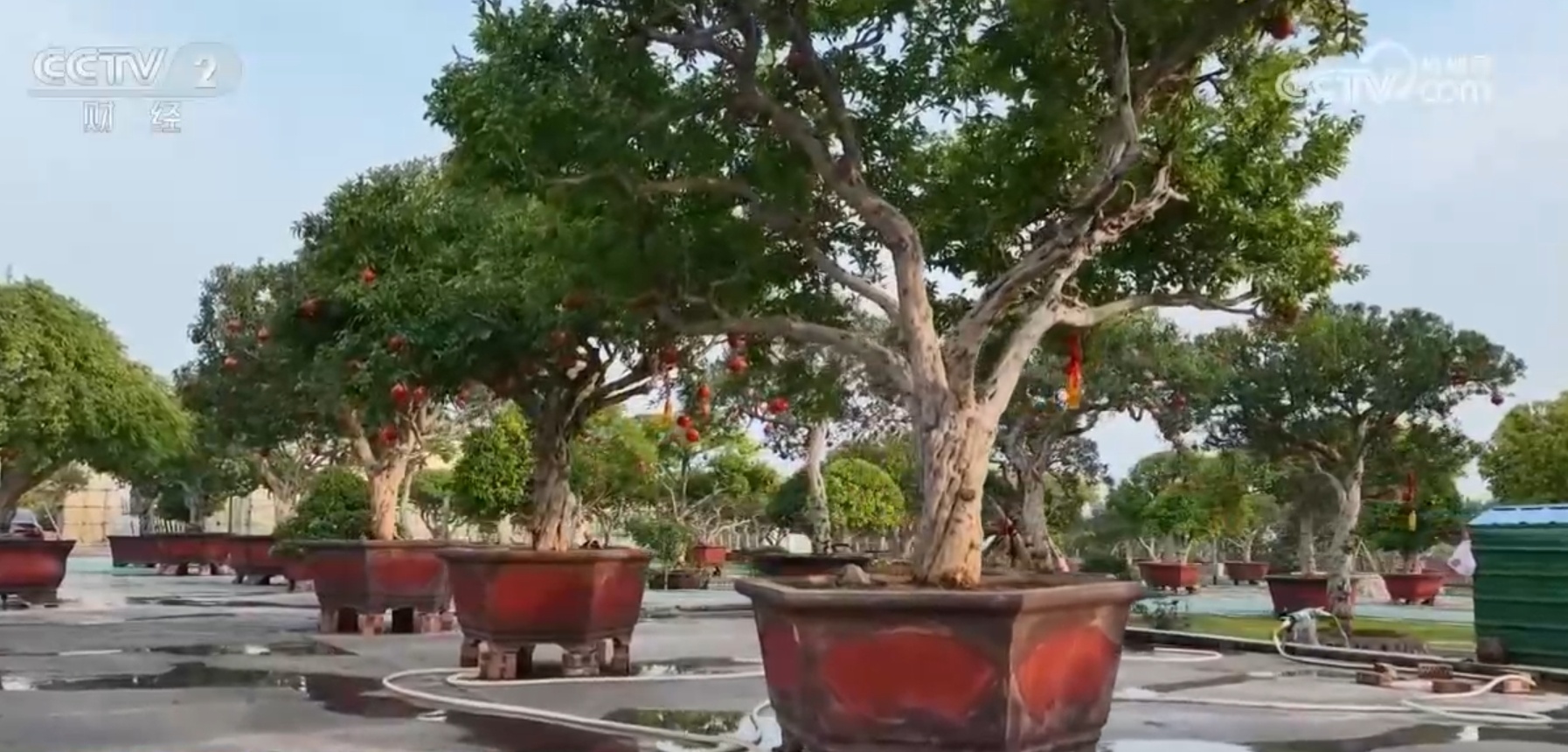 “小石榴”撬动“大产业”映红果农笑脸 “土特产”成乡村振兴新引擎 “小石榴”撬动“大产业”映红果农笑脸 “土特产”成乡村振兴新引擎