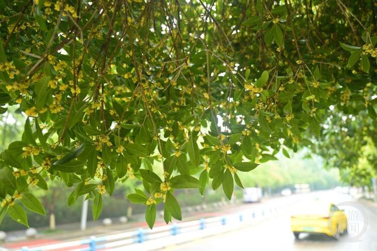 虽“迟”但“到”!重庆桂花开了,满满秋天的味道 虽“迟”但“到”!重庆桂花开了,满满秋天的味道