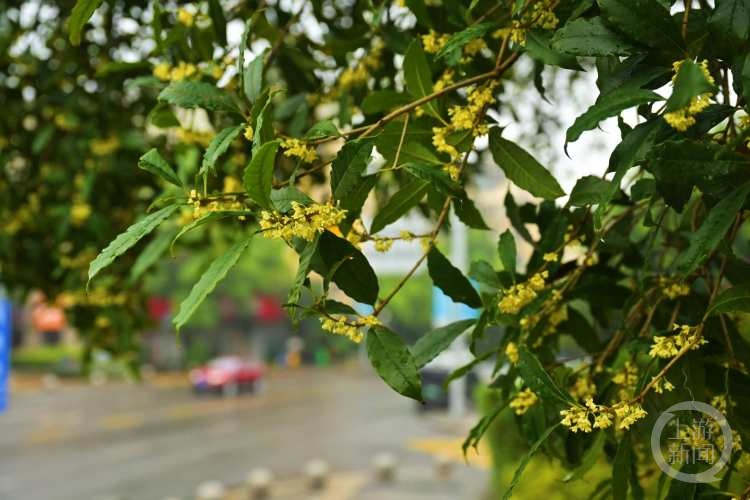虽“迟”但“到”!重庆桂花开了,满满秋天的味道 虽“迟”但“到”!重庆桂花开了,满满秋天的味道