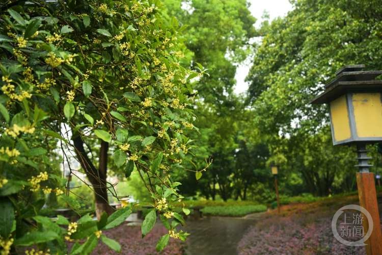 虽“迟”但“到”!重庆桂花开了,满满秋天的味道 虽“迟”但“到”!重庆桂花开了,满满秋天的味道