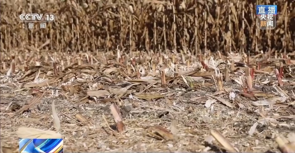 北玉米南水稻 藜麦也来凑热闹 共绘金秋好“丰”貌 北玉米南水稻 藜麦也来凑热闹 共绘金秋好“丰”貌