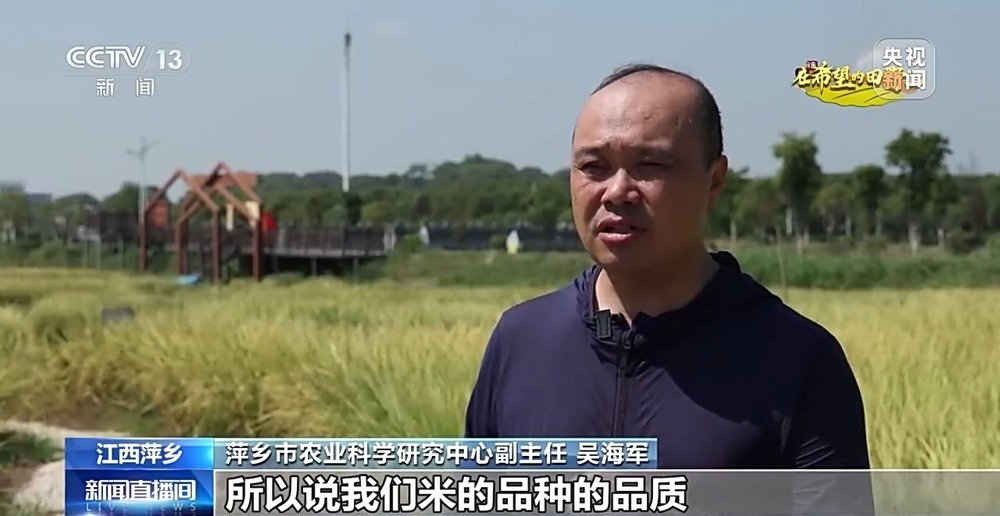 北玉米南水稻 藜麦也来凑热闹 共绘金秋好“丰”貌 北玉米南水稻 藜麦也来凑热闹 共绘金秋好“丰”貌