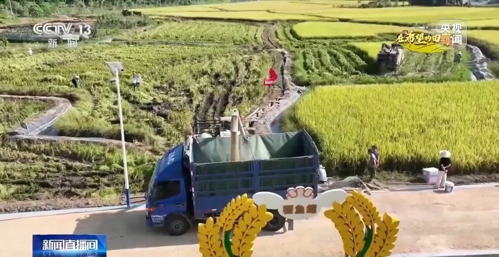 北玉米南水稻 藜麦也来凑热闹 共绘金秋好“丰”貌 北玉米南水稻 藜麦也来凑热闹 共绘金秋好“丰”貌