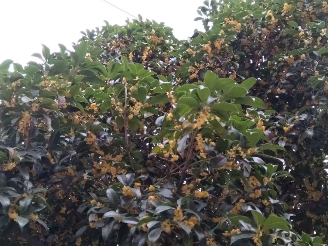 大雨、暴雨到安徽！大反转！阜阳接下来......