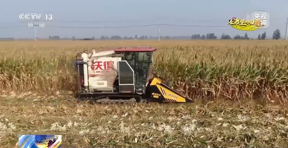 北玉米南水稻 藜麦也来凑热闹 共绘金秋好“丰”貌 北玉米南水稻 藜麦也来凑热闹 共绘金秋好“丰”貌