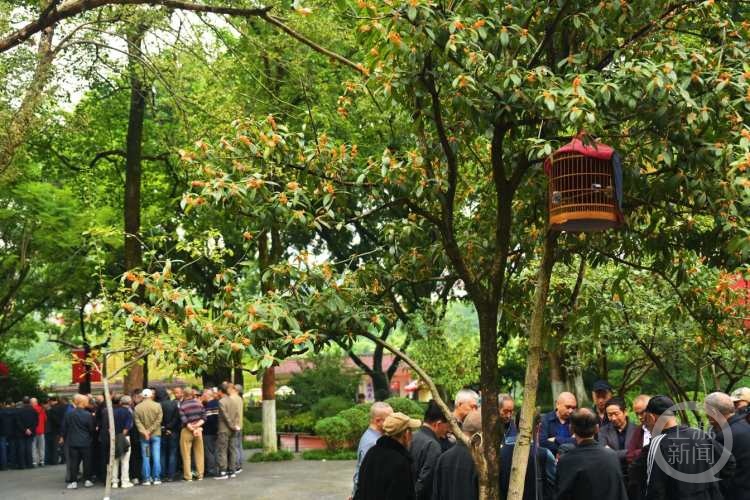 虽“迟”但“到”!重庆桂花开了,满满秋天的味道 虽“迟”但“到”!重庆桂花开了,满满秋天的味道