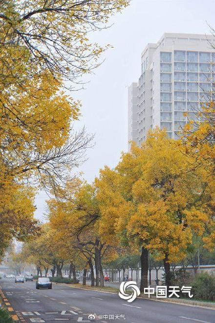 专属秋天的浪漫 北京街头白蜡树叶金黄似金色长廊