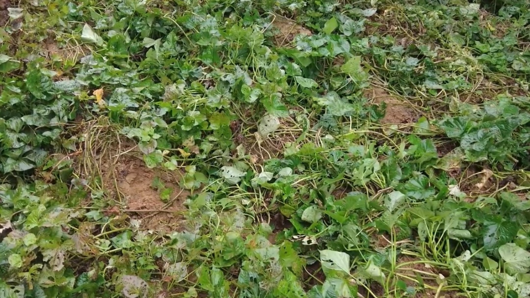 河南一地出现近2000头野猪,直击猎捕现场→ 河南一地出现近2000头野猪,直击猎捕现场→