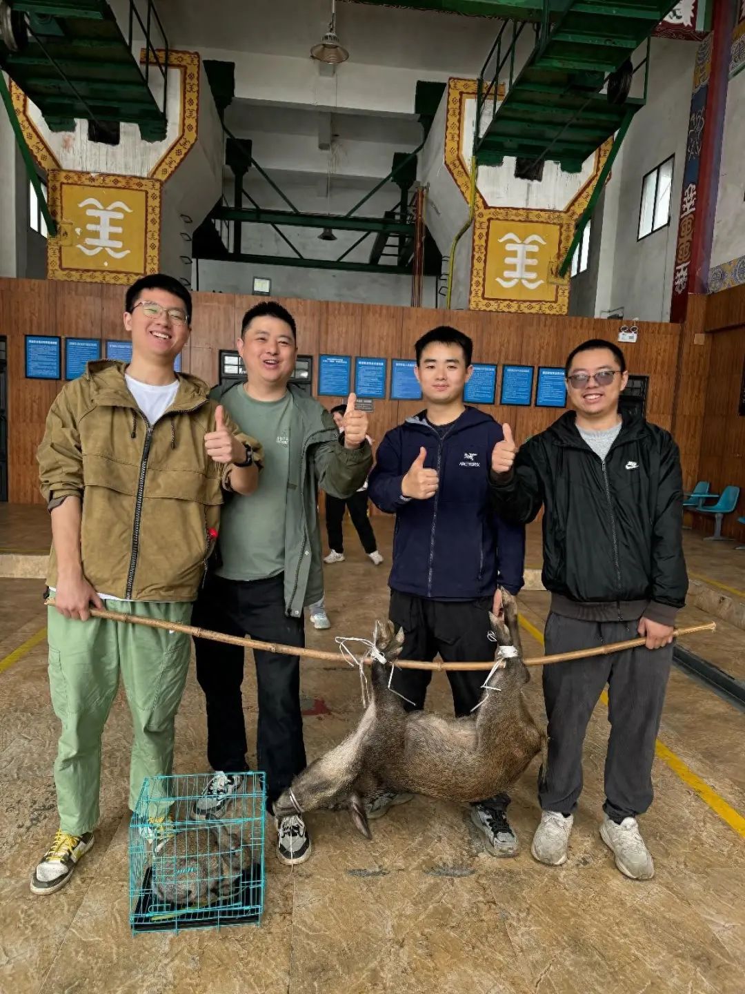 四川一景区逮野猪可免费带走,游客:抬去农家乐挣回门票 四川一景区逮野猪可免费带走,游客:抬去农家乐挣回门票