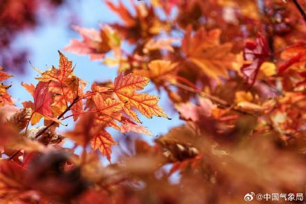 美！霜叶红于二月花