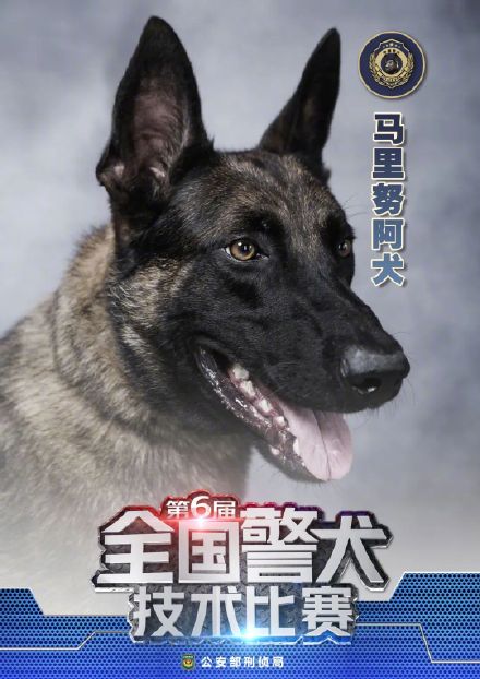 警汪集合!中国警犬犬种速览 警汪集合!中国警犬犬种速览