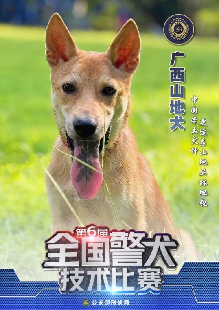 警汪集合!中国警犬犬种速览 警汪集合!中国警犬犬种速览