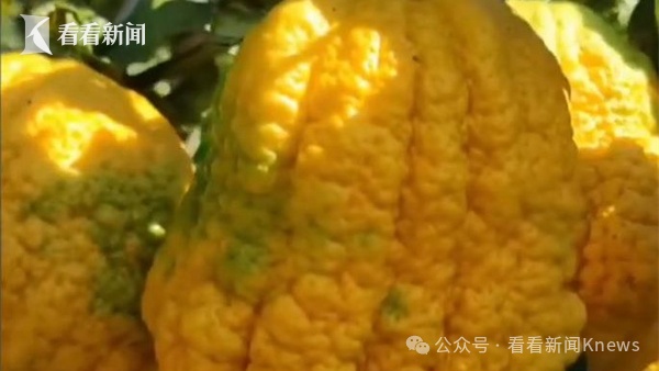 千万别碰！千万别碰！上海突然大量涌现