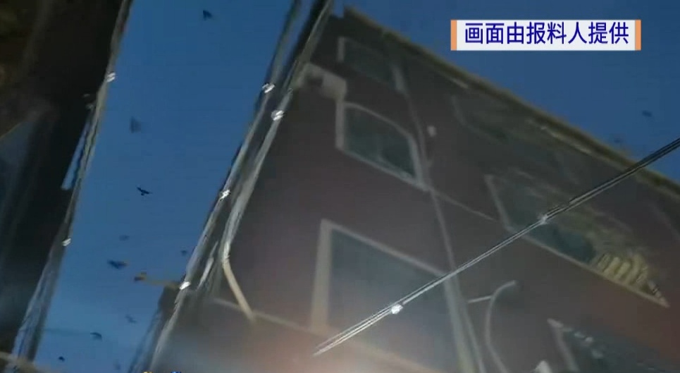 广东一社区大量燕子聚集，一不留神就会“惹屎上身”