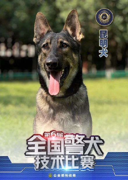 警汪集合!中国警犬犬种速览 警汪集合!中国警犬犬种速览