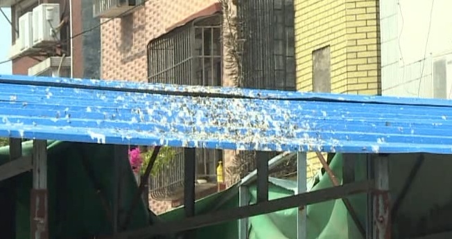 广东一社区大量燕子聚集，一不留神就会“惹屎上身”