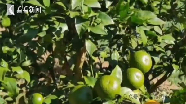 千万别碰！千万别碰！上海突然大量涌现