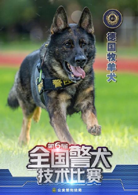 警汪集合!中国警犬犬种速览 警汪集合!中国警犬犬种速览