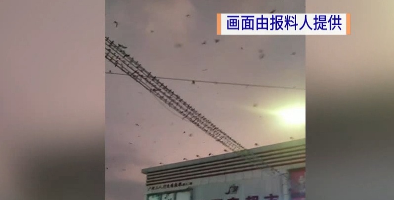 广东一社区大量燕子聚集，一不留神就会“惹屎上身”