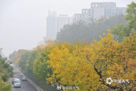 专属秋天的浪漫 北京街头白蜡树叶金黄似金色长廊