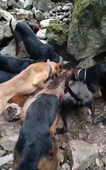 野猪致害26省，多地招募“野猪猎人”！