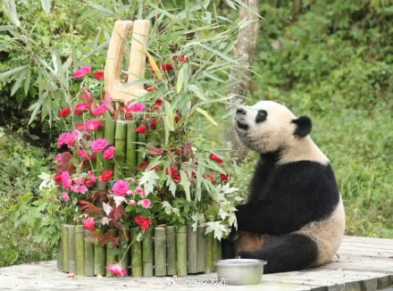 大熊猫“七仔”儿子迎来四岁生日 大熊猫“七仔”儿子迎来四岁生日