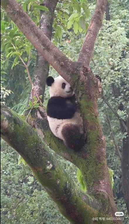 重庆动物园“莽小五”终于下树了