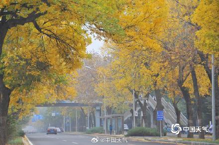 专属秋天的浪漫 北京街头白蜡树叶金黄似金色长廊