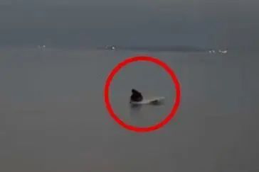 10岁男孩赶海时被潮水卷走，靠泡沫板漂了近1小时