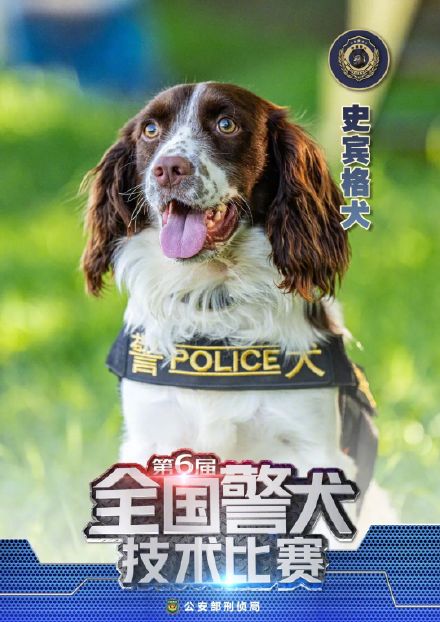 警汪集合!中国警犬犬种速览 警汪集合!中国警犬犬种速览