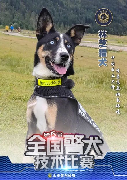 警汪集合!中国警犬犬种速览 警汪集合!中国警犬犬种速览