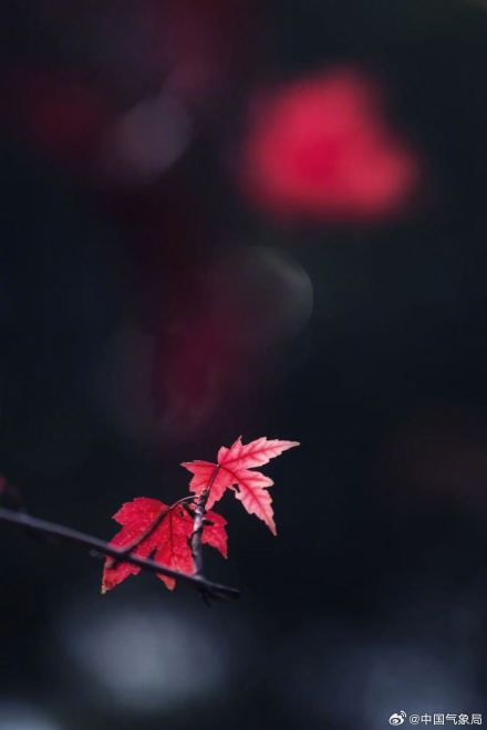 美！霜叶红于二月花