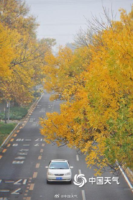 专属秋天的浪漫 北京街头白蜡树叶金黄似金色长廊