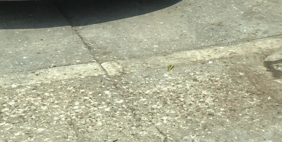 广东一社区大量燕子聚集，一不留神就会“惹屎上身”